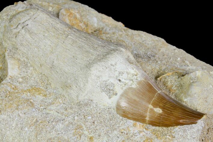 Rooted Mosasaur (Prognathodon) Tooth - Morocco #150251